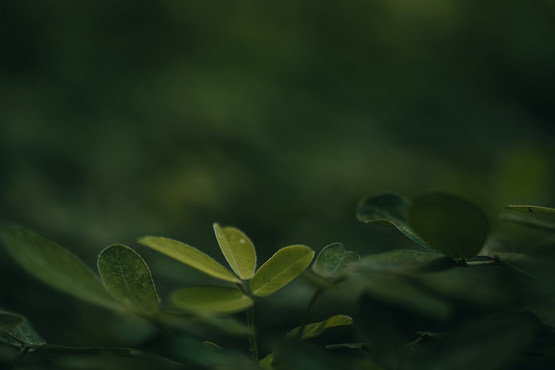 a close up of a plant with green leaves